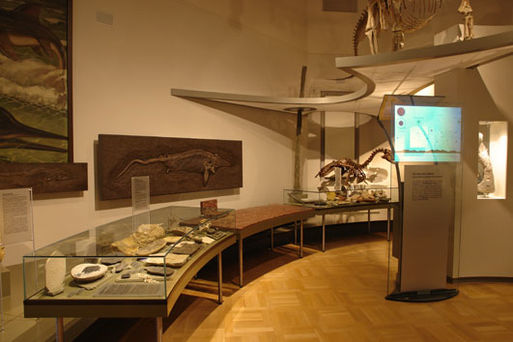 Bild vergrößern: Museum für Naturkunde Stadtökologie01