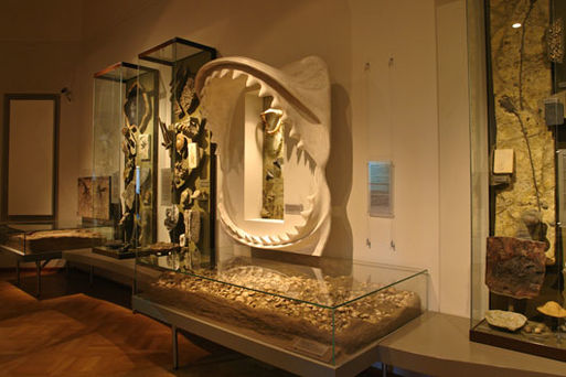 Bild vergrößern: Museum für Naturkunde Stadtökologie02