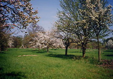 Bild vergrößern: Apfel- und Birnebnbäume im blühenden Zustand im Naturschutzgebiet Kreuzhorst