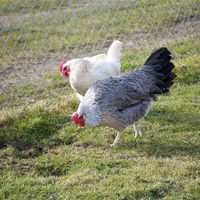 Bild vergrößern: Hühner im Freien