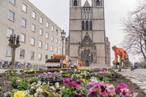 Frühjahrsbepflanzung der Stadt Magdeburg neben dem Rathaus