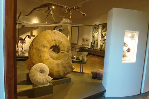 Bild vergrößern: Museum für Naturkunde Stadtökologie03