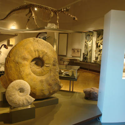 Riesenammoniten und Plateosaurus-Skelett