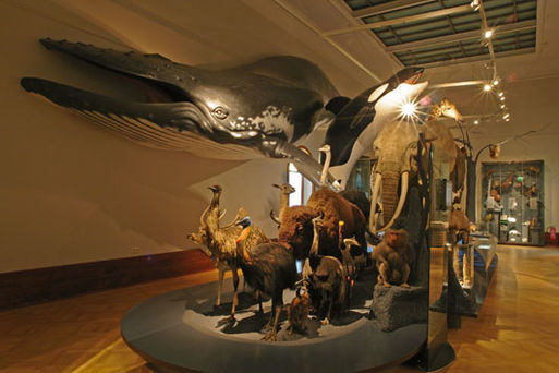 Bild vergrößern: Museum für Naturkunde Stadtökologie01