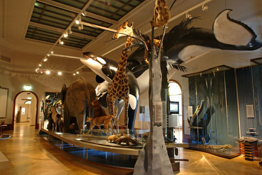 Bild vergrößern: Museum für Naturkunde Stadtökologie03