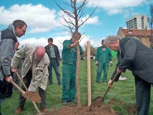 Gemeinsames Pflanzen des Baumes des Friedens