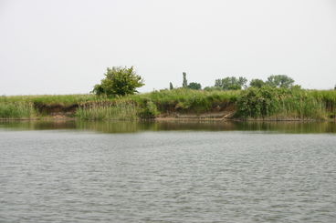 Ehle mit Ufergehlzen