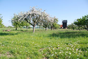 Bild vergrößern: Streuobstwiese