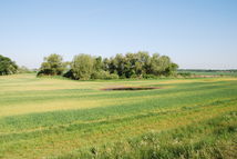 Bild vergrößern: Feldgehölz rauhes Loch