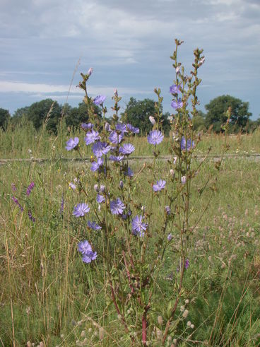 Bild vergrößern: Wiese