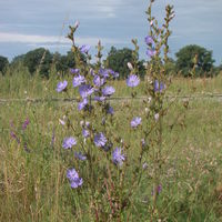 Bild vergrößern: Wiese