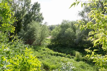 Bild vergrößern: Das Flora-Fauna-Habitat (FFH) am Ostufer der Alten Elbe südlich der Anna-Ebert-Brücke