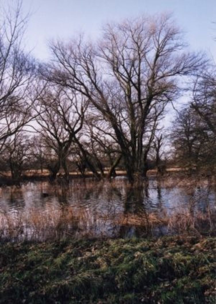 Hochwasser in der Kreuzhorst, eine Eiche steht mit ihren Wurzeln im Wasser, eine Winteraufnahme, Baum ist kahl