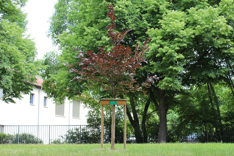 Frisch gepflanzter Jungbaum für die Aktion Mein Baum für Magdeburg