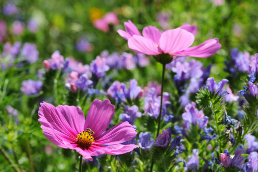 Gartenblumen mit Cosmea und Natterkopf Foto: Marina Lohrbach - Fotolia