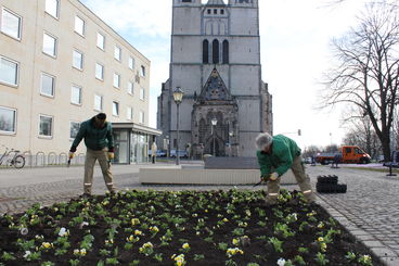 Bild vergrößern: Gärterninnen und Gärtner des Eb SFM Pflanzen Frühjahrsblumen auf den Schmuckbeeten am Rathausbrunnen