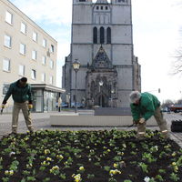 Gärterninnen und Gärtner des Eb SFM Pflanzen Frühjahrsblumen auf den Schmuckbeeten am Rathausbrunnen