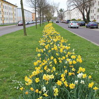 Volle Narzissenblüte in der Friedrich-Ebert-Straße