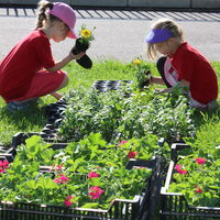Bei der Bepflanzung des Blumenbeetes der Kinder am Petriförder entscheiden die Schüler selbst über die Pflanzanordnung