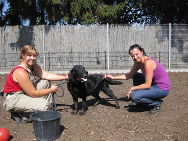 Tierpfleger/-In Fachrichtung: Tierheim und Tierpension