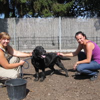 Tierpfleger/in - Fachrichtung: Tierheim und Tierpension