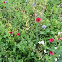 Buntes Blütenmeer auf einer Bienenweide (Kornblume, Buchweizen, weißer und roter Lein, Mohnblume)