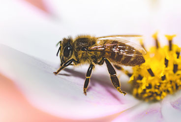 Bild vergrößern: © Fotolia - iffe_photo_Biene auf Blüte