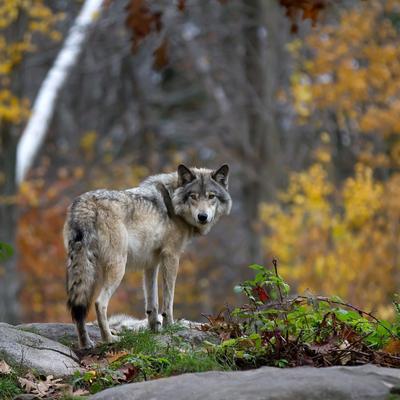 Wolf im Wald  © Jim Cumming