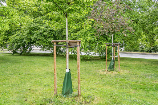 Magdeburger Baumbewsserungssystem an einem Jungbaum