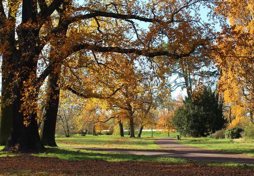 Bild vergrößern: Wege im Herrenkrugpark