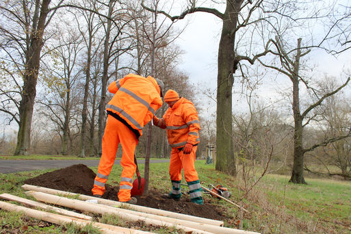 Zwei Mitarbeiter der Stadt pflanzen einen Baum im Stadtgebiet Magdeburg