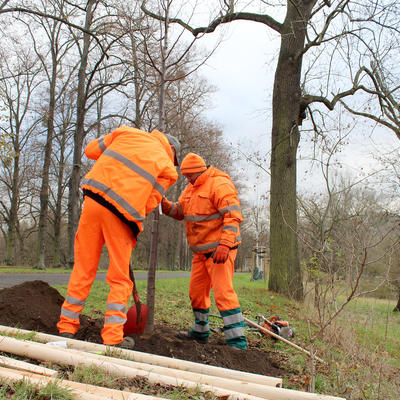 Zwei Mitarbeiter der Stadt pflanzen einen Baum im Stadtgebiet Magdeburg