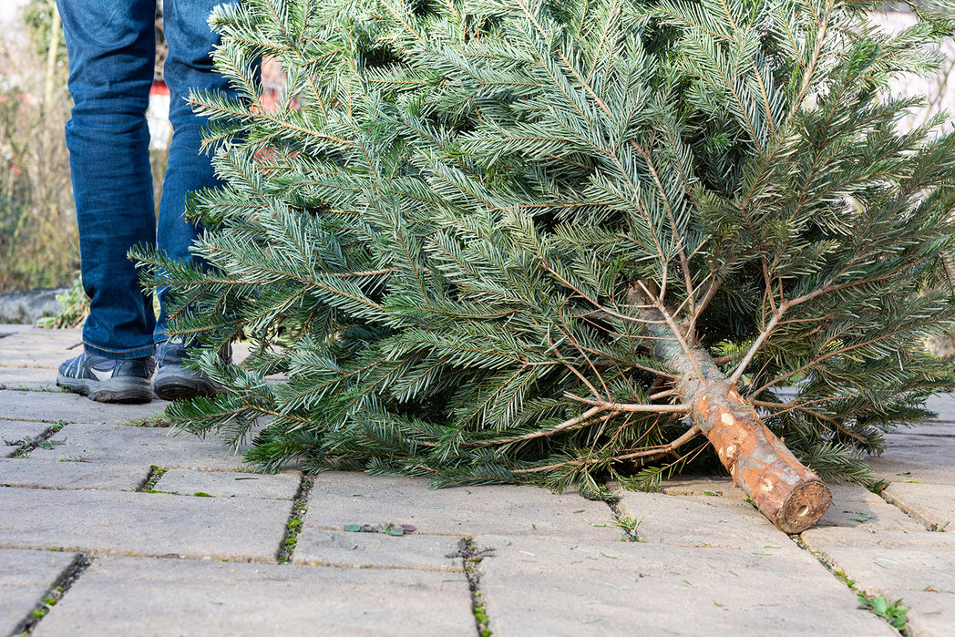 Eine Person zieht einen Weihnachtsbaum hinter sich her © Sabine Katzenberger, AdobeStock