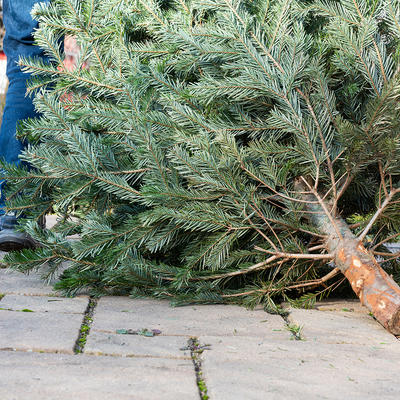 Eine Person zieht einen Weihnachtsbaum hinter sich her