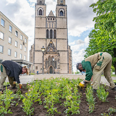 Mitarbeitende der Stadt Magdeburg setzen Sommerpflanzen neben dem Rathaus