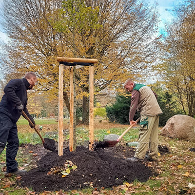 Mitarbeiter der Stadt pflanzen einen Baum im Rahmen der Baumspendenaktion