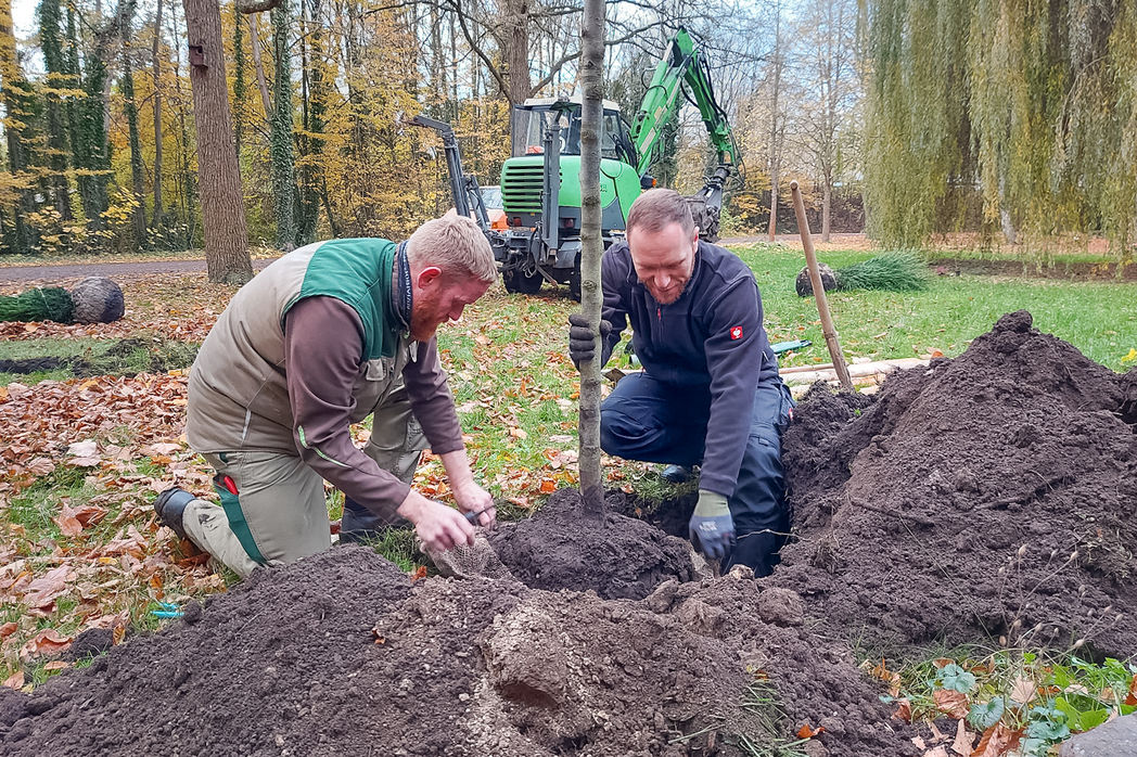 Bild vergrößern: Baumpflanzungen der Aktion "Mein Baum für Magdeburg" auf dem Westfriedhof