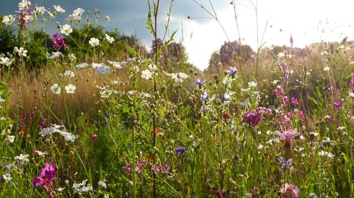 Bild vergrößern: Naturschutz Wildblumenwiese