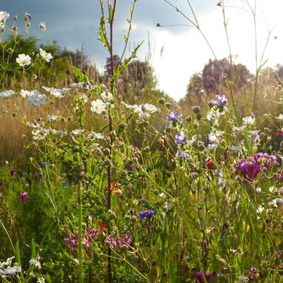 Naturschutz Wildblumenwiese