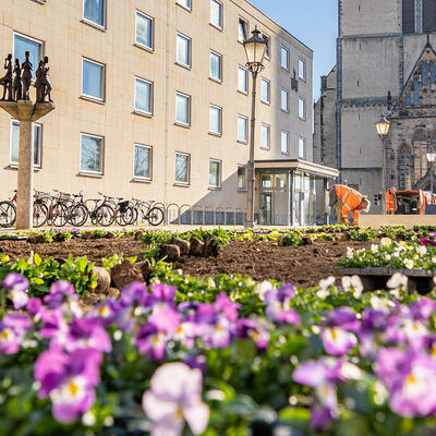 Frühlingsbepflanzung Magdeburg: Zwischen Altem Rathaus und Ratsgarten