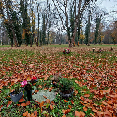 Blick auf das neue Naturgrabfeld auf dem Westfriedhof Magdeburg
