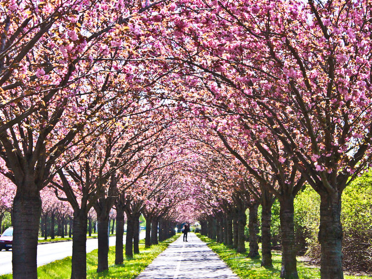 Kirschblüten im Holzweg