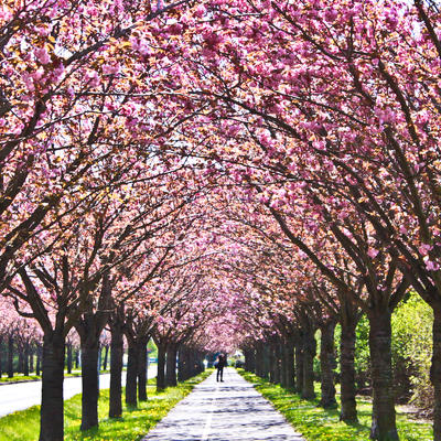 Kirschblüten im Holzweg