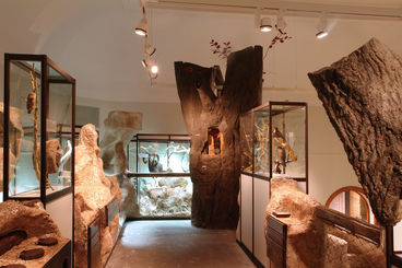 Bild vergrößern: Museum für Naturkunde