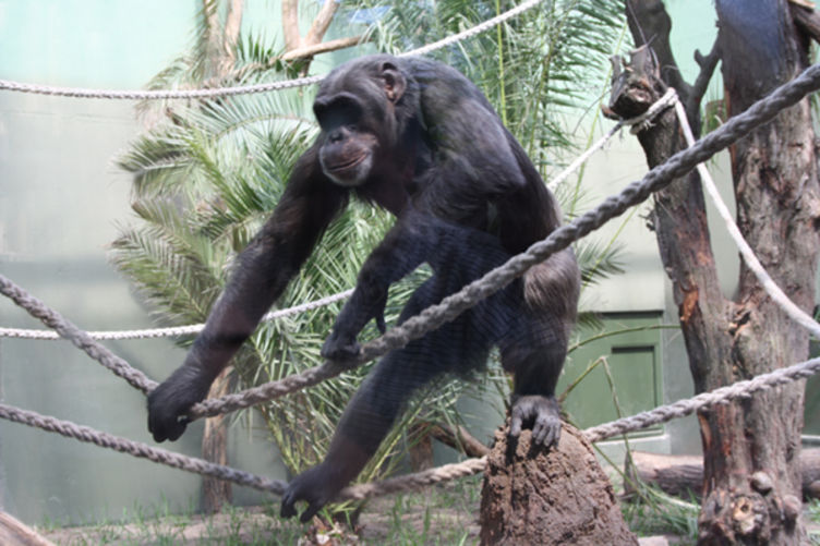 Schimpansen im Zoo Magdeburg ©MMKT