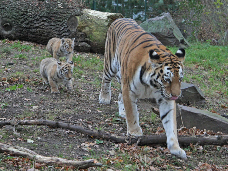 Zoo Magdeburg mit Tiger Colina mit Jungtieren © Zoo Magdeburg