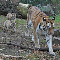 Zoo Magdeburg mit Tiger Colina mit Jungtieren © Zoo Magdeburg