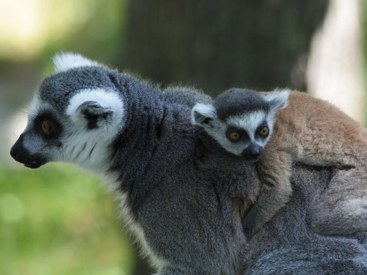 Zoo Magdeburg mit Kattajunges auf Mutter © Andreas Krauss