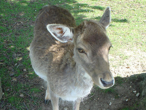Bild vergrößern: Wildgehege im Elbauenpark © MVGM GmbH