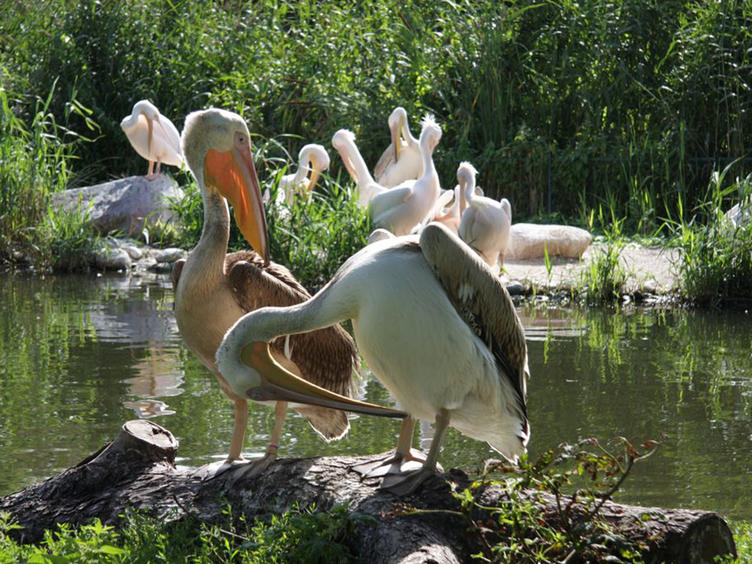 Zoo Magdeburg mit Wasservogelteich © Zoo Magdeburg